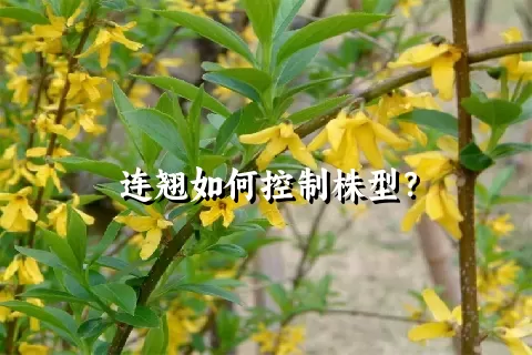 连翘如何控制株型？