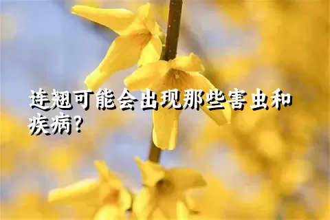 连翘可能会出现那些害虫和疾病？