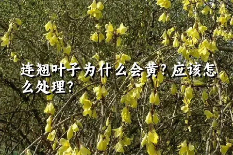 连翘叶子为什么会黄？应该怎么处理？