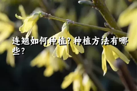 连翘如何种植？种植方法有哪些？