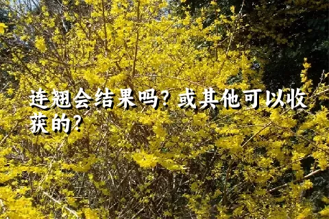 连翘会结果吗？或其他可以收获的？