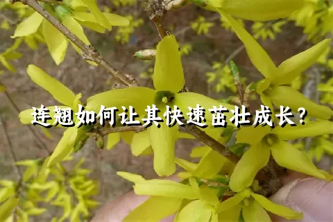 连翘如何让其快速茁壮成长？