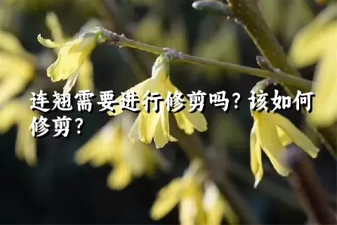 连翘需要进行修剪吗？该如何修剪？