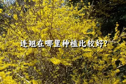 连翘在哪里种植比较好？