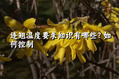 连翘温度要求知识有哪些？如何控制