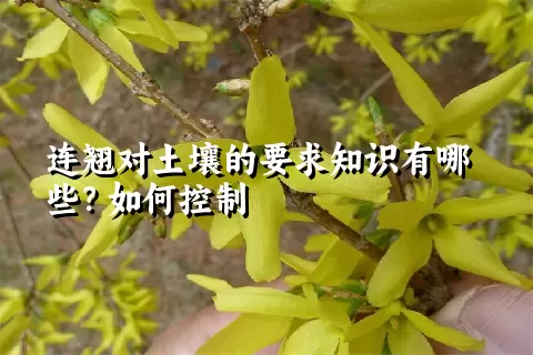 连翘对土壤的要求知识有哪些？如何控制