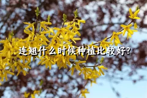 连翘什么时候种植比较好？