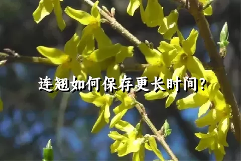 连翘如何保存更长时间？