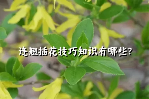 连翘插花技巧知识有哪些？