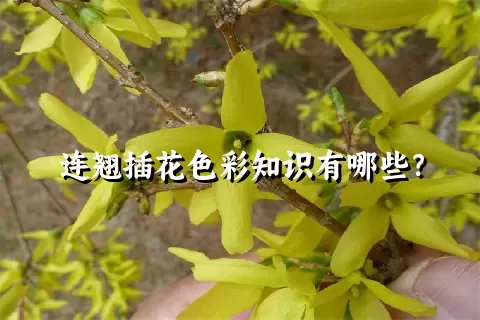 连翘插花色彩知识有哪些？