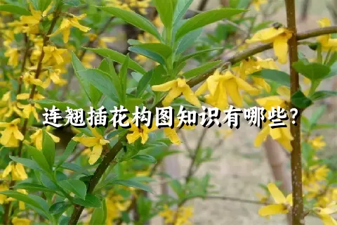 连翘插花构图知识有哪些？