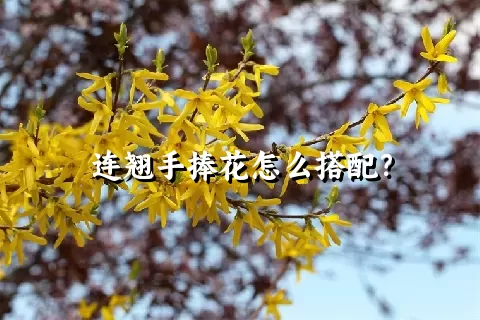 连翘手捧花怎么搭配？