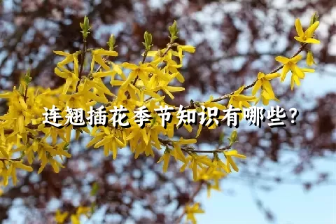 连翘插花季节知识有哪些？