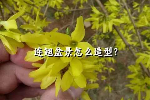 连翘盆景怎么造型？