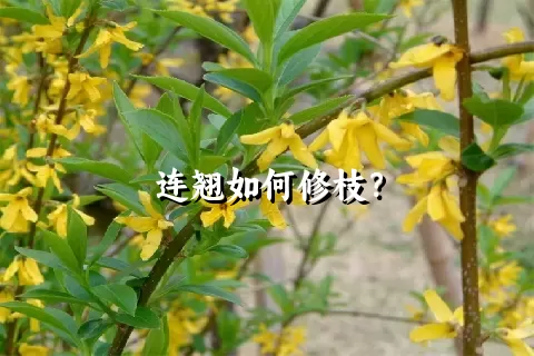 连翘如何修枝？