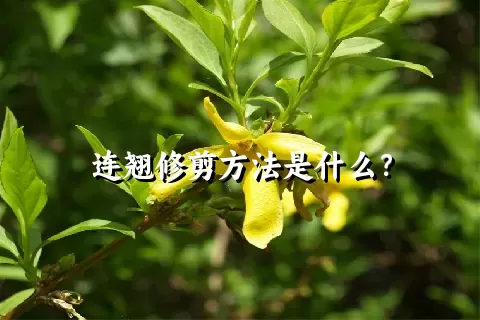 连翘修剪方法是什么？