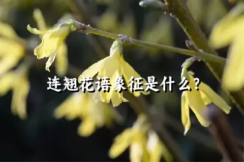 连翘花语象征是什么？