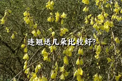 连翘送几朵比较好？