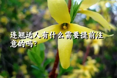 连翘送人有什么需要提前注意的吗？