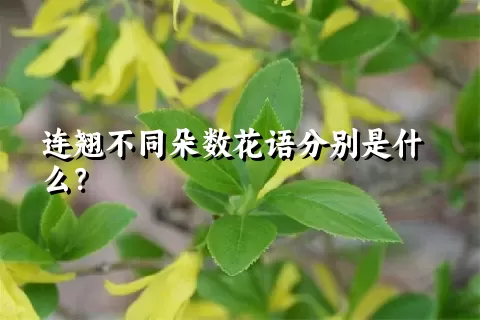 连翘不同朵数花语分别是什么？