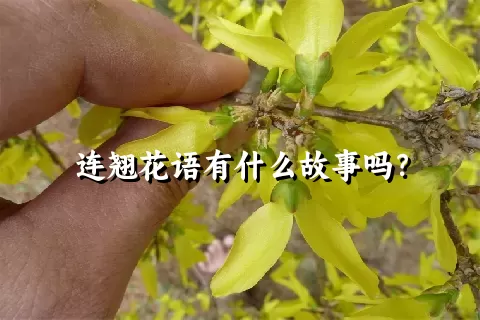 连翘花语有什么故事吗？