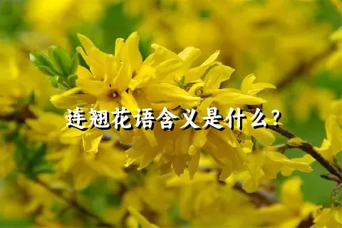 连翘花语含义是什么？