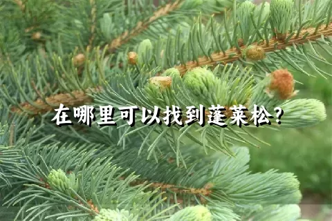 在哪里可以找到蓬莱松？