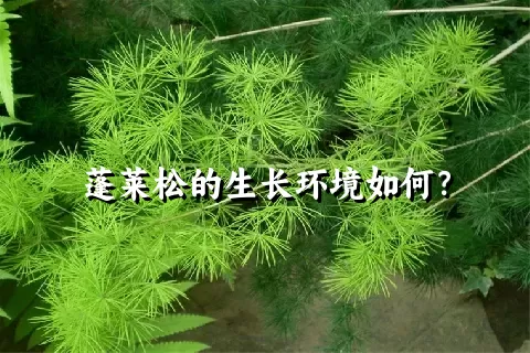 蓬莱松的生长环境如何？