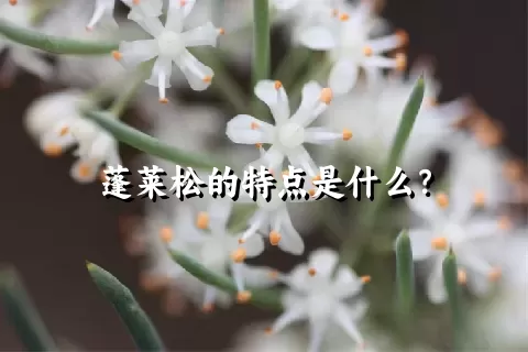 蓬莱松的特点是什么？