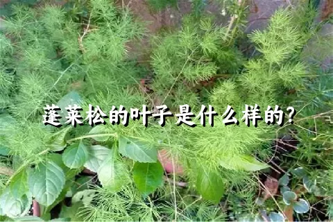 蓬莱松的叶子是什么样的？