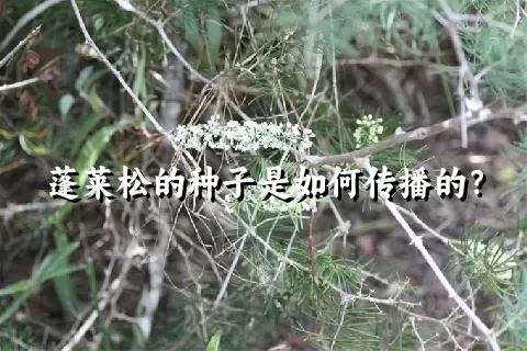 蓬莱松的种子是如何传播的？