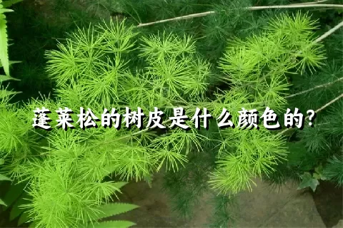 蓬莱松的树皮是什么颜色的？