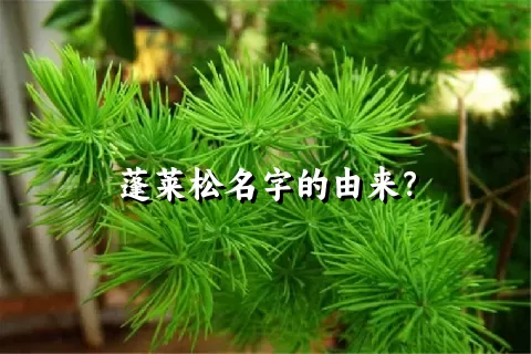 蓬莱松名字的由来？