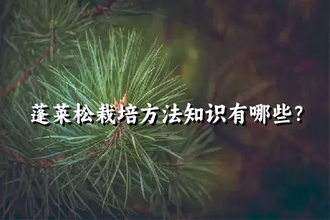 蓬莱松栽培方法知识有哪些？