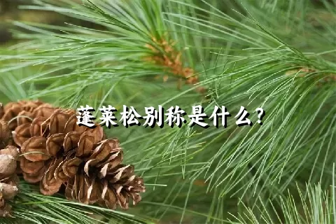 蓬莱松别称是什么？