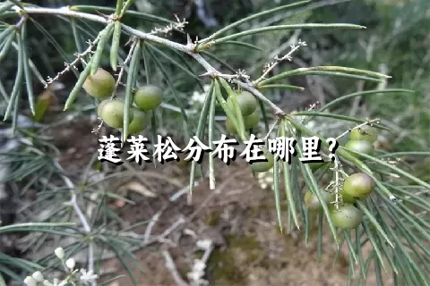 蓬莱松分布在哪里?