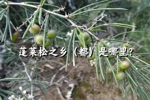 蓬莱松之乡（都）是哪里？