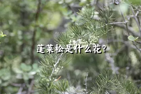 蓬莱松是什么花？