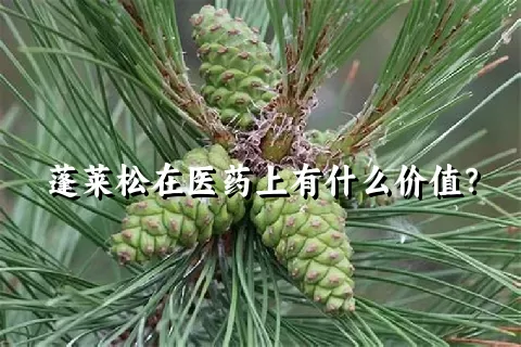 蓬莱松在医药上有什么价值？