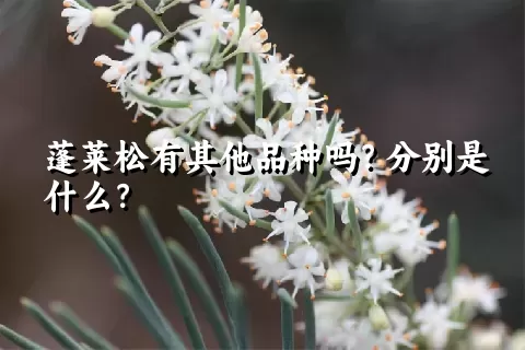 蓬莱松有其他品种吗？分别是什么？