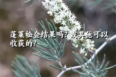 蓬莱松会结果吗？或其他可以收获的？