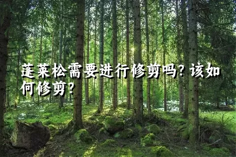 蓬莱松需要进行修剪吗？该如何修剪？