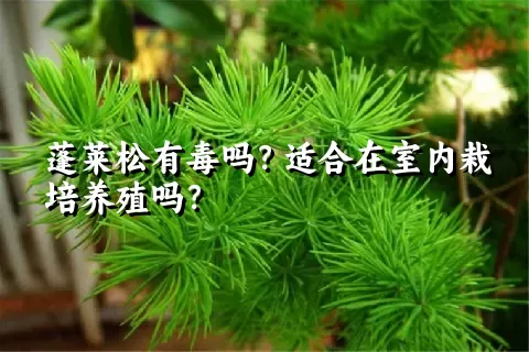 蓬莱松有毒吗？适合在室内栽培养殖吗？