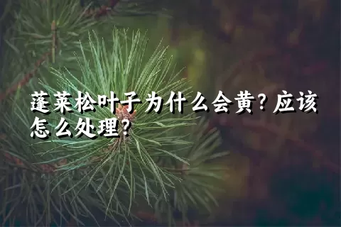 蓬莱松叶子为什么会黄？应该怎么处理？