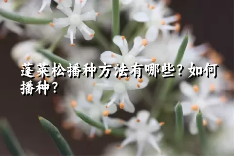 蓬莱松播种方法有哪些？如何播种？