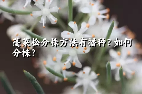 蓬莱松分株方法有播种？如何分株？