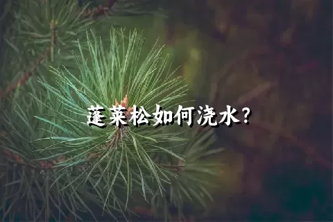 蓬莱松如何浇水？