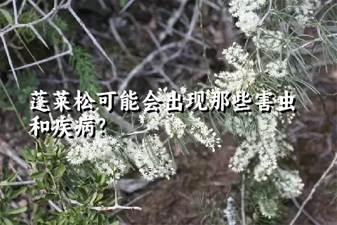 蓬莱松可能会出现那些害虫和疾病？