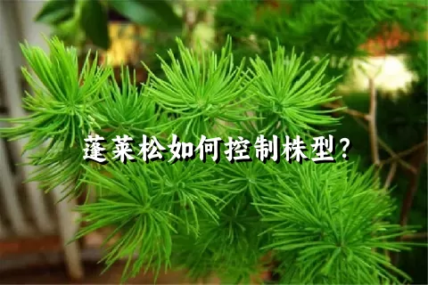 蓬莱松如何控制株型？