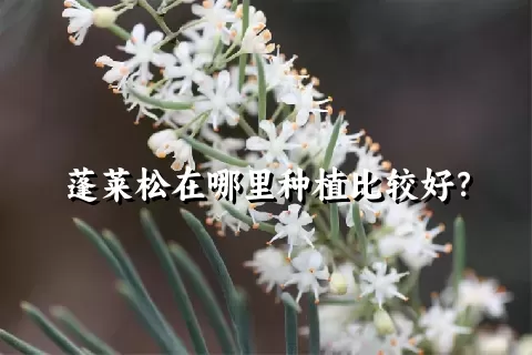 蓬莱松在哪里种植比较好？